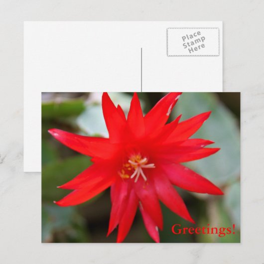 Briefkaart - Paascactus (Voorkant / Achterkant)