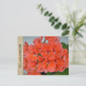 BRIEFKAART PAC Bergpalais Pelargonium (Staand voorkant)