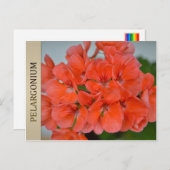 BRIEFKAART PAC Bergpalais Pelargonium (Voorkant / Achterkant)