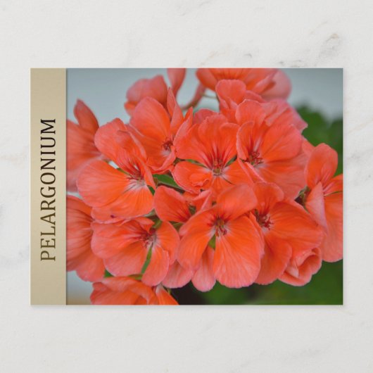 BRIEFKAART PAC Bergpalais Pelargonium (Voorkant)
