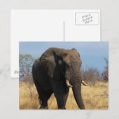 Briefkaart Pachyderm  (Voorkant / Achterkant)