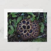 Briefkaart paddenstoel (Voorkant / Achterkant)