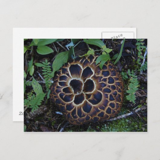 Briefkaart paddenstoel (Voorkant / Achterkant)