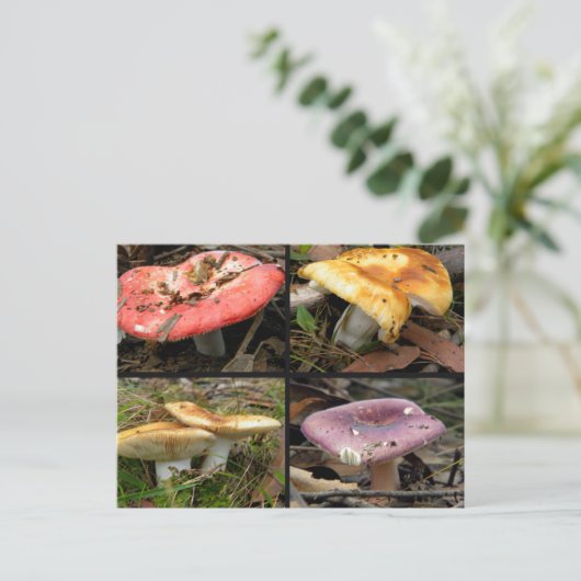 Briefkaart paddenstoelen (Staand voorkant)