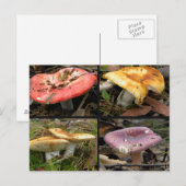 Briefkaart paddenstoelen (Voorkant / Achterkant)