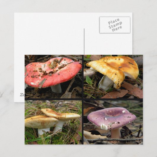 Briefkaart paddenstoelen (Voorkant / Achterkant)