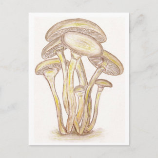 Briefkaart paddenstoelen