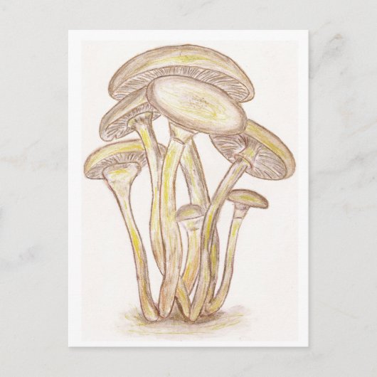 Briefkaart paddenstoelen (Voorkant)