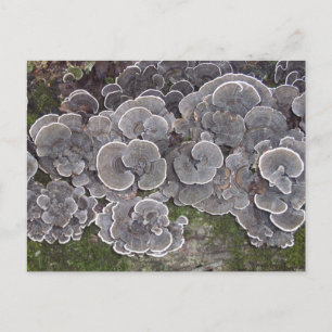 briefkaart "paddenstoelencluster"