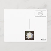 briefkaart "PAINTED LOTUS" (Achterkant)