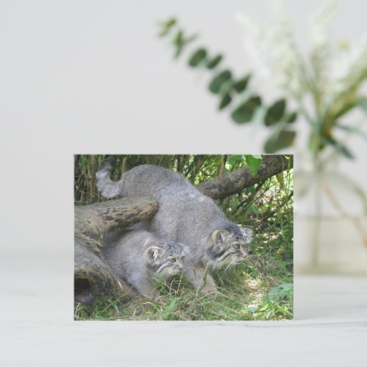 Briefkaart - Pallas's kat (Staand voorkant)