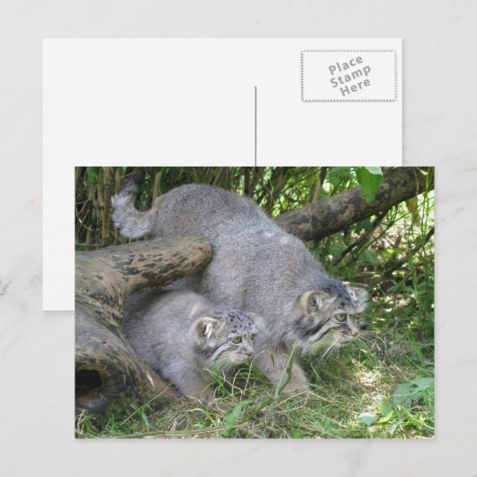 Briefkaart - Pallas's kat (Voorkant / Achterkant)