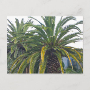 Briefkaart Palm Trees