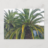 Briefkaart Palm Trees (Voorkant)