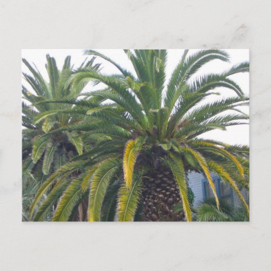 Briefkaart Palm Trees (Voorkant)