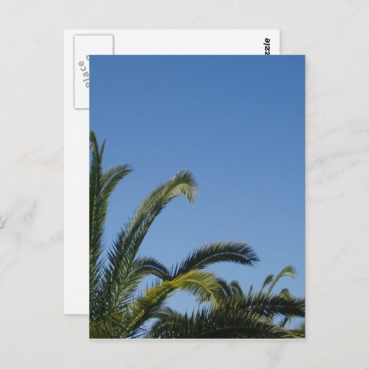 Briefkaart palmbomen (Voorkant / Achterkant)
