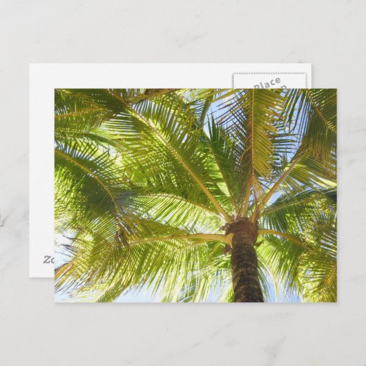 Briefkaart palmboom (Voorkant / Achterkant)