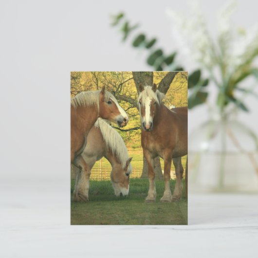 Briefkaart Palomino Draft Horses (Staand voorkant)