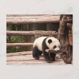 briefkaart Panda-Beer