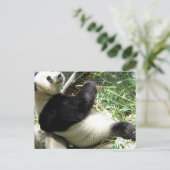 Briefkaart Panda en Bamboe (Staand voorkant)