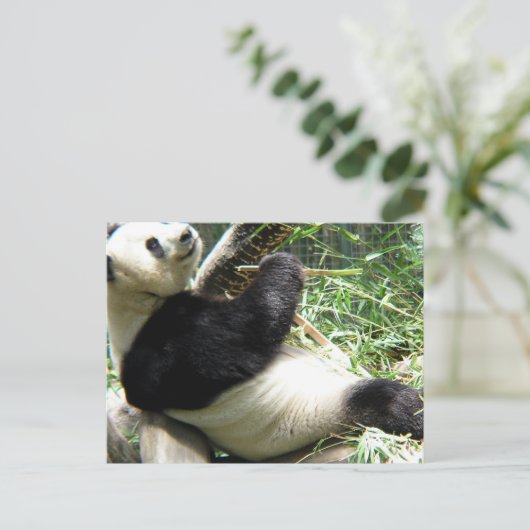Briefkaart Panda en Bamboe (Staand voorkant)