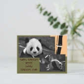 Briefkaart Panda San Diego Zoo (Staand voorkant)