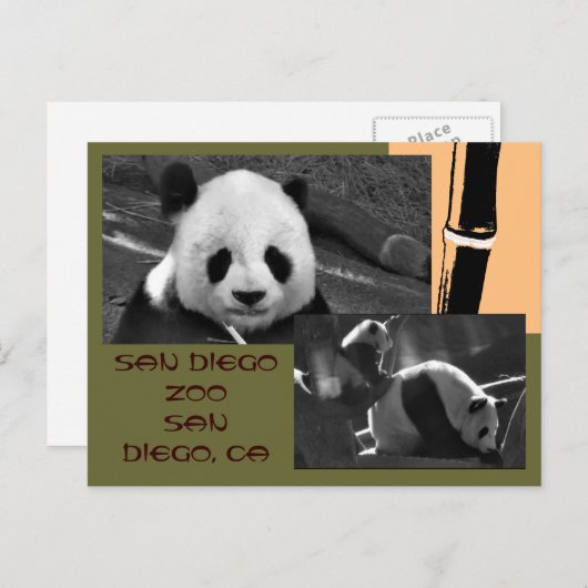 Briefkaart Panda San Diego Zoo (Voorkant / Achterkant)