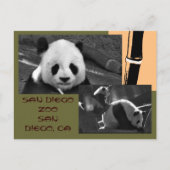 Briefkaart Panda San Diego Zoo (Voorkant)