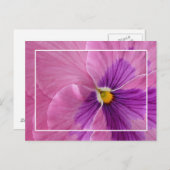 Briefkaart Pansie (Voorkant / Achterkant)