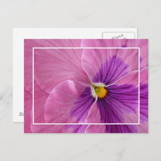 Briefkaart Pansie (Voorkant / Achterkant)