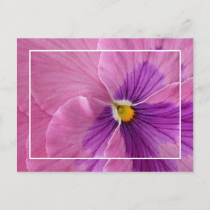  Briefkaart Pansie