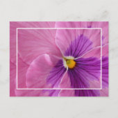 Briefkaart Pansie (Voorkant)