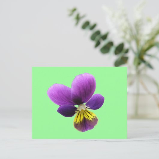  Briefkaart Pansy (Staand voorkant)