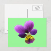  Briefkaart Pansy (Voorkant / Achterkant)