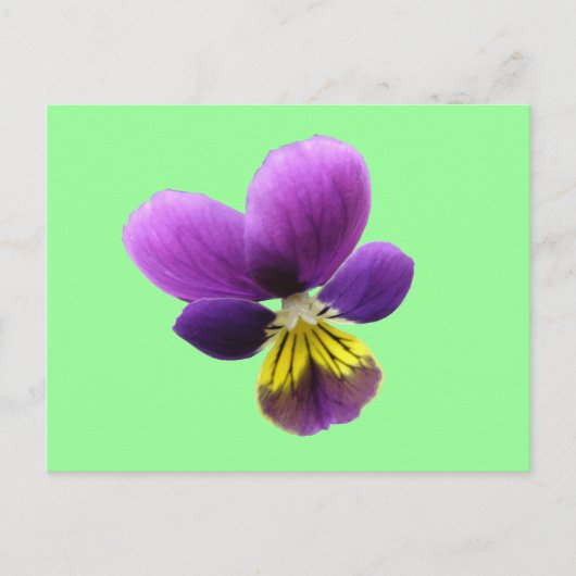  Briefkaart Pansy (Voorkant)