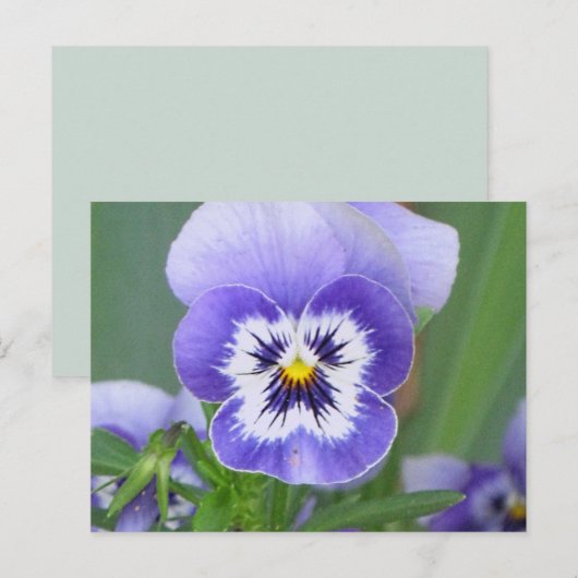 Briefkaart Pansy (Voorkant / Achterkant)