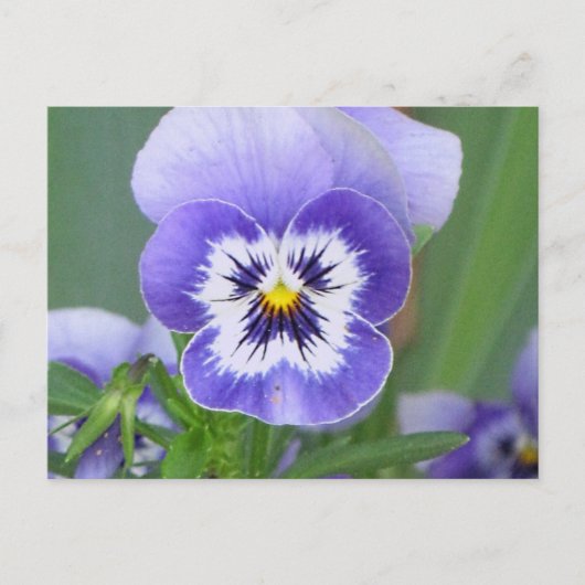  Briefkaart Pansy (Voorkant)