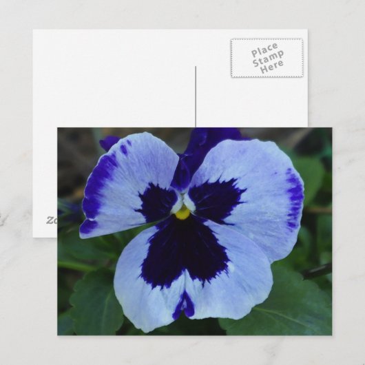 Briefkaart Pansy Bloom (Voorkant / Achterkant)