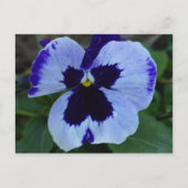 Briefkaart Pansy Bloom (Voorkant)
