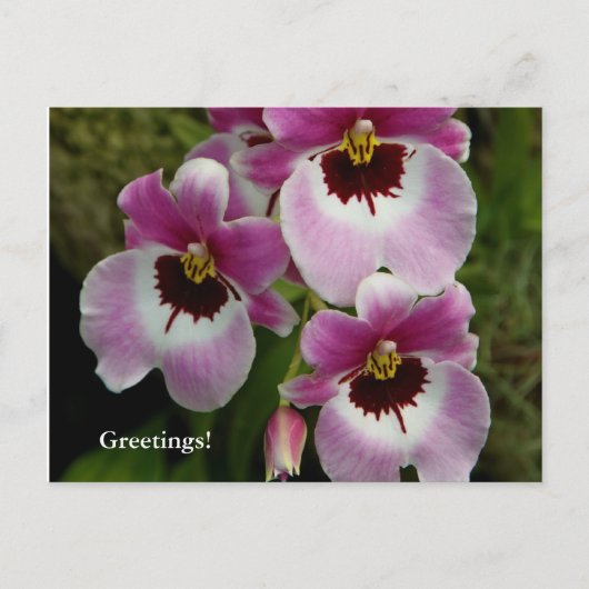 Briefkaart - Pansy Orchid (Voorkant)