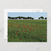 Briefkaart papaver (Voorkant / Achterkant)