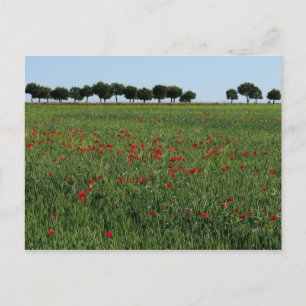 Briefkaart papaver