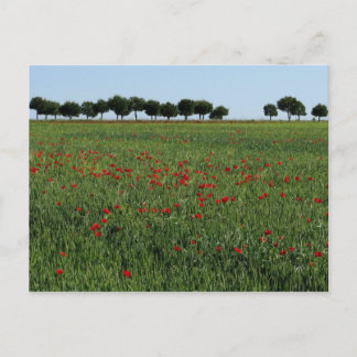 Briefkaart papaver