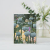 Briefkaart papaverzaad (Staand voorkant)