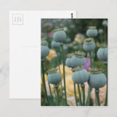 Briefkaart papaverzaad (Voorkant / Achterkant)