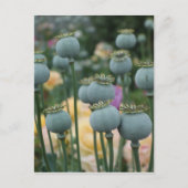 Briefkaart papaverzaad (Voorkant)