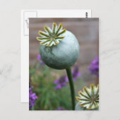 Briefkaart papaverzaad (Voorkant / Achterkant)