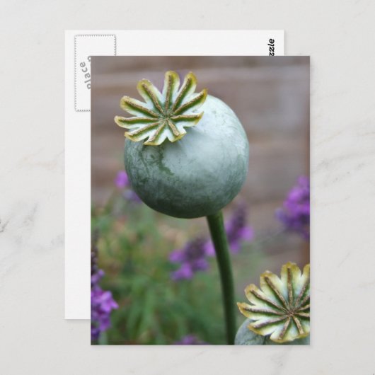 Briefkaart papaverzaad (Voorkant / Achterkant)