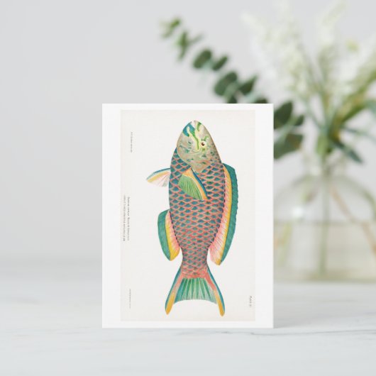 briefkaart "PARROTFISH" (Staand voorkant)