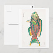 briefkaart "PARROTFISH" (Voorkant / Achterkant)